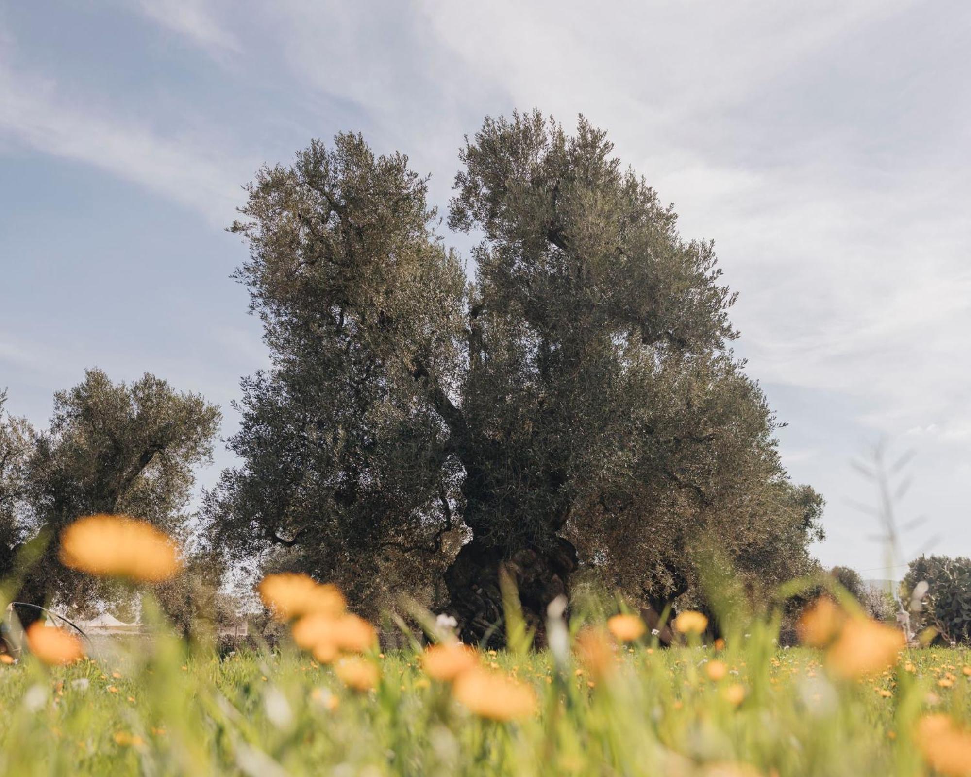 Masseria San Lorenzo Resort Fasano Exteriér fotografie